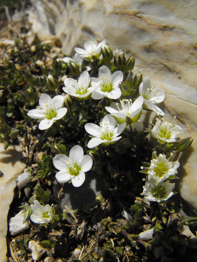 Arenaria gothica subsp. moehringioides / Arenaria moehringioide