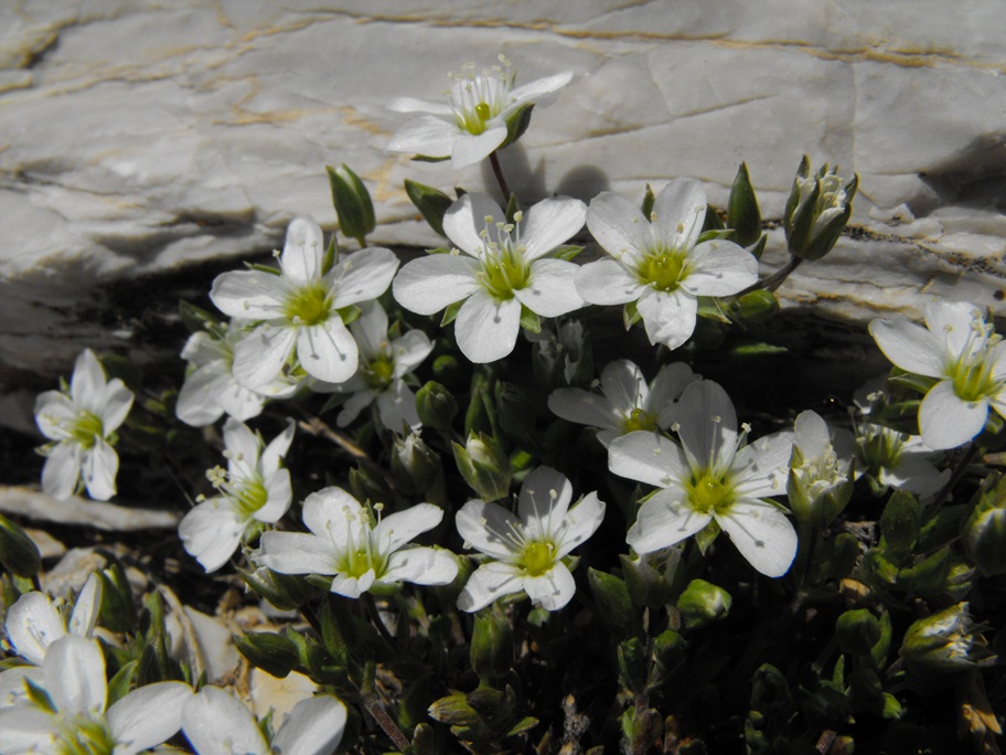 Arenaria gothica subsp. moehringioides / Arenaria moehringioide