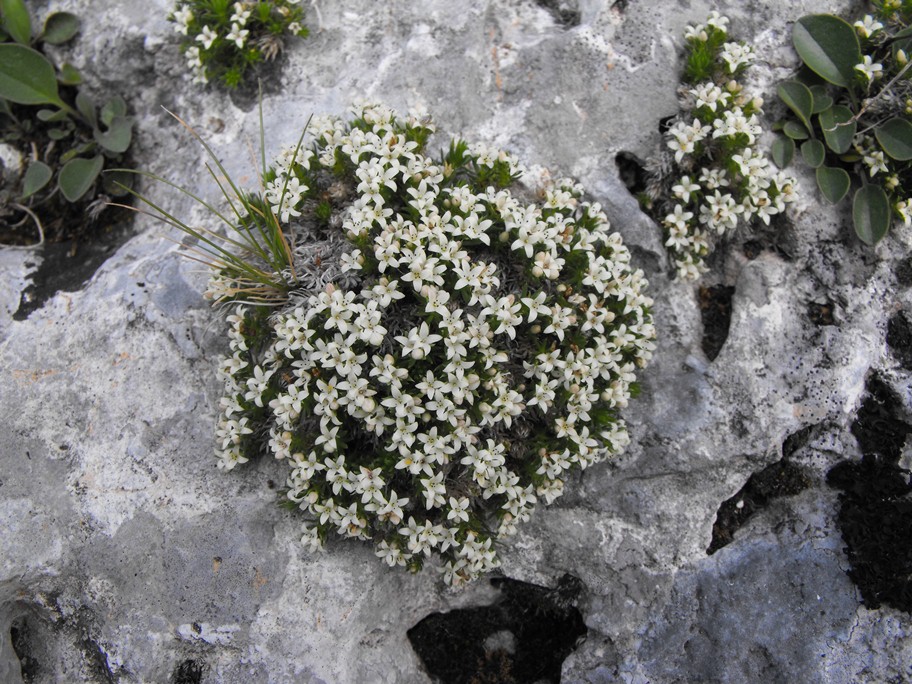 Galium palaeoitalicum / Caglio delle Apuane