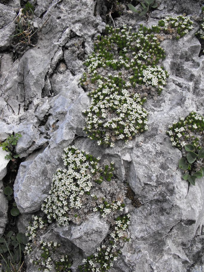 Galium palaeoitalicum / Caglio delle Apuane