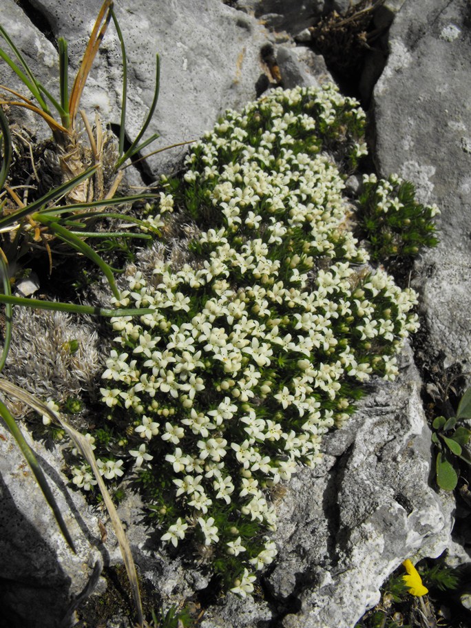 Galium palaeoitalicum / Caglio delle Apuane