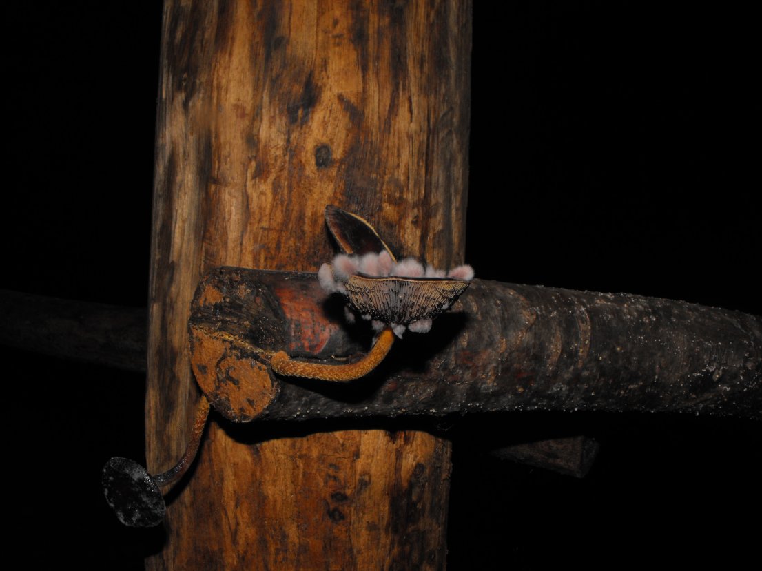 Miniera di Gambatesa 19