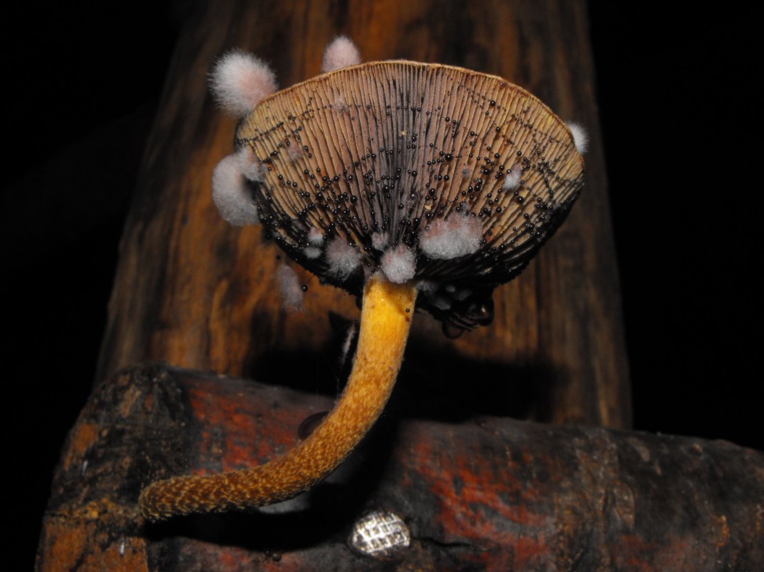 Miniera di Gambatesa 19