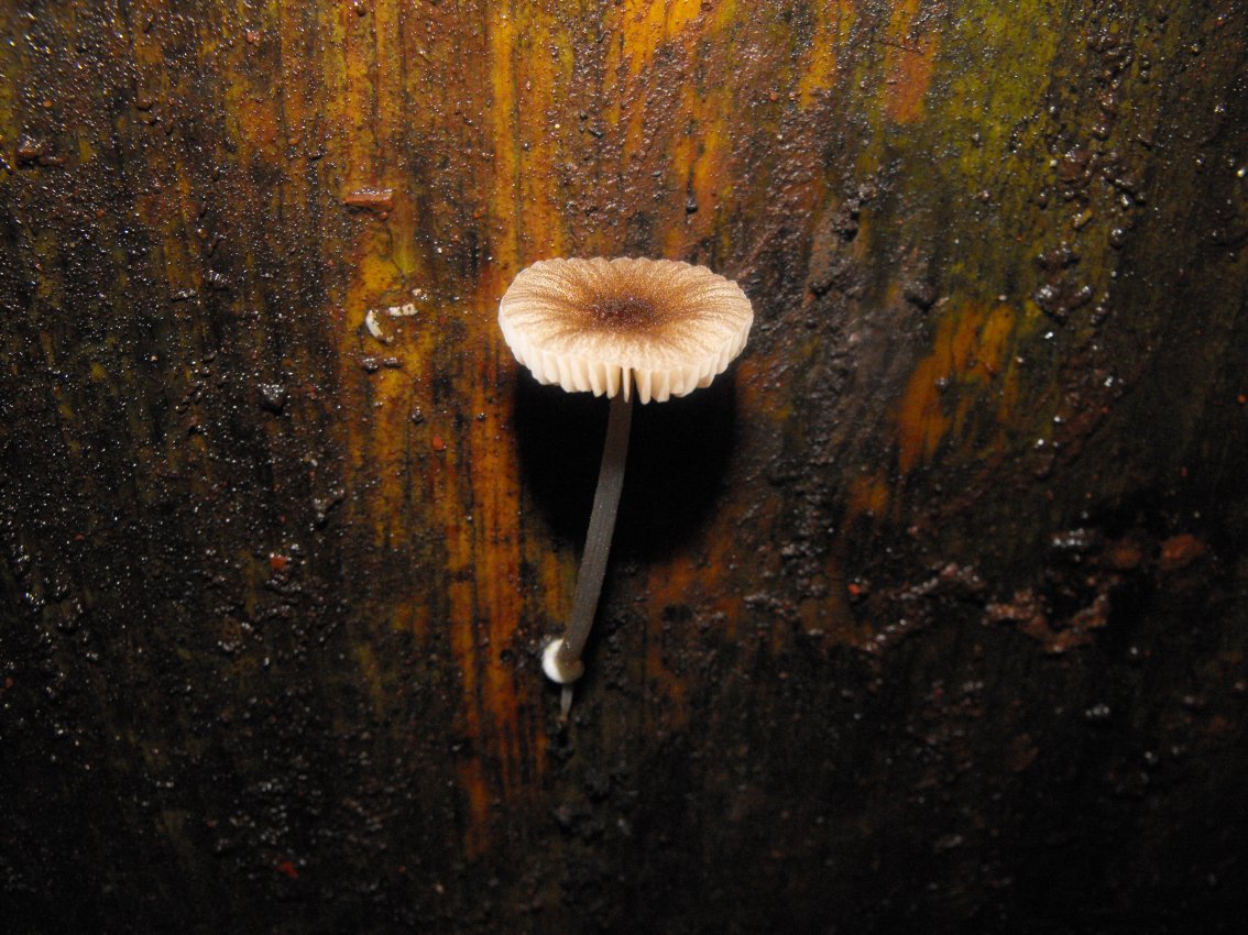 Miniera di Gambatesa 29