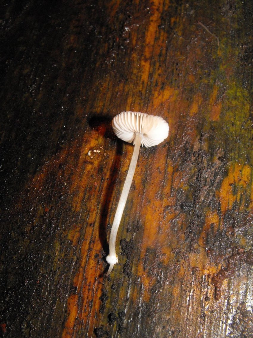 Miniera di Gambatesa 29