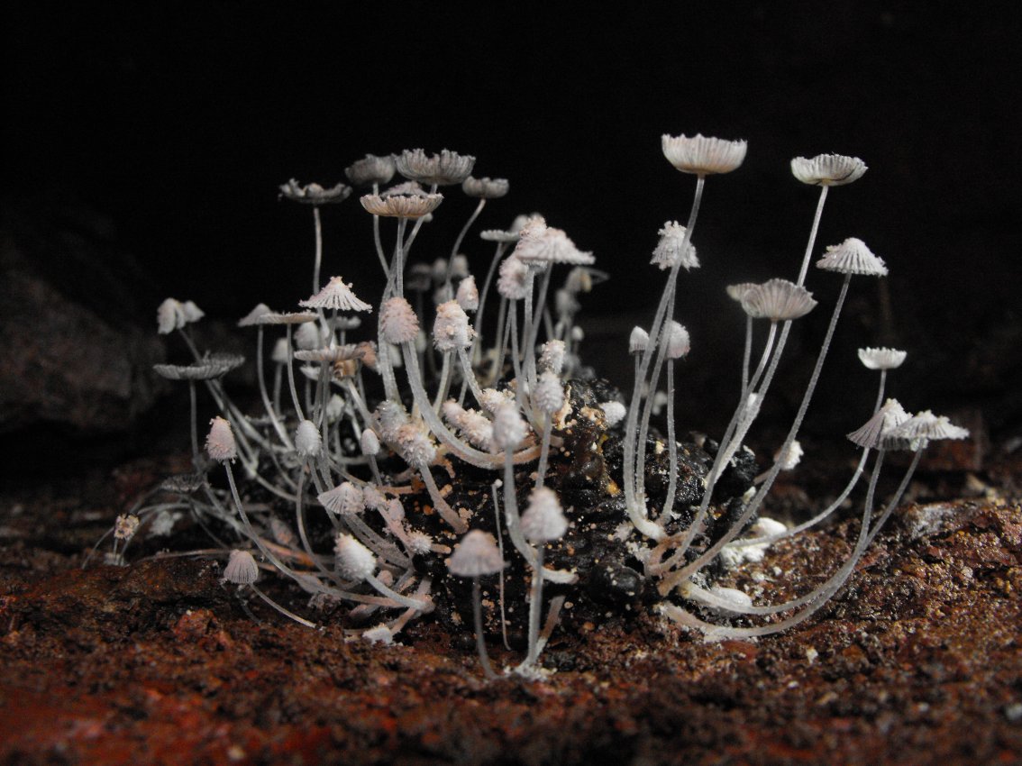 Miniera di Gambatesa30