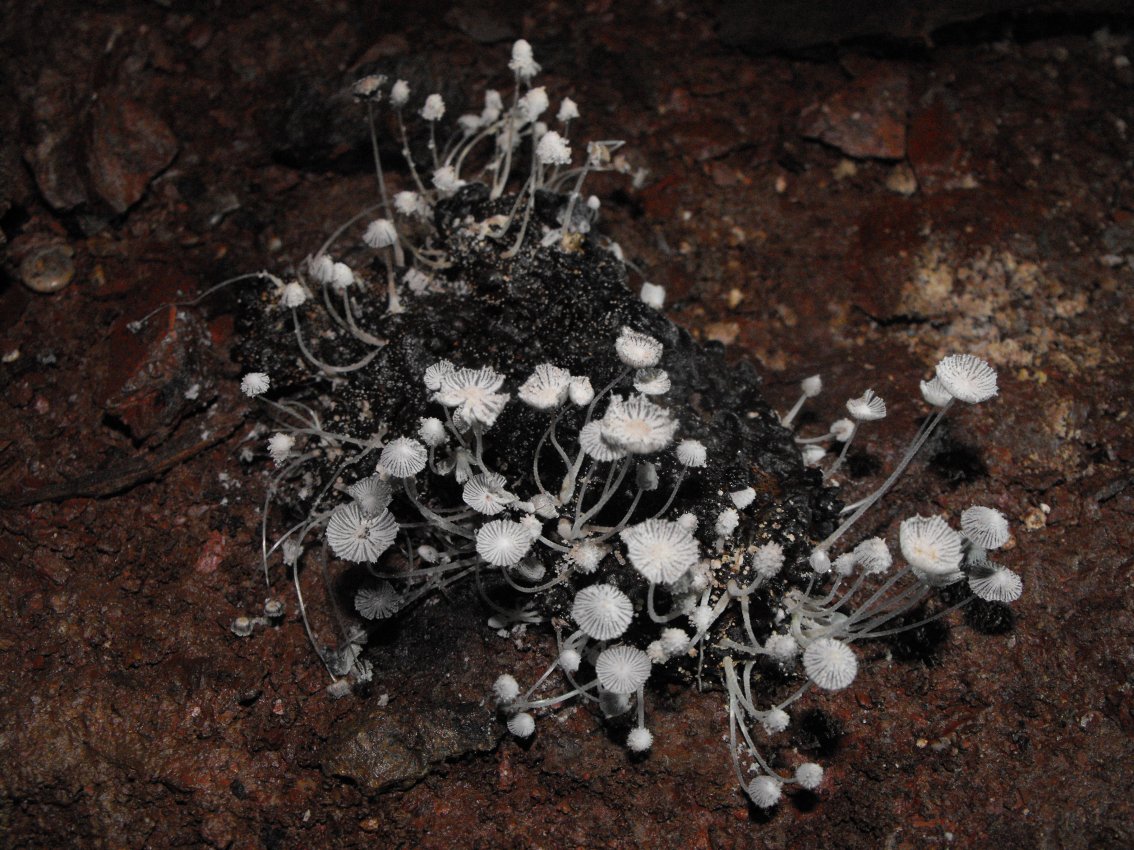 Miniera di Gambatesa30