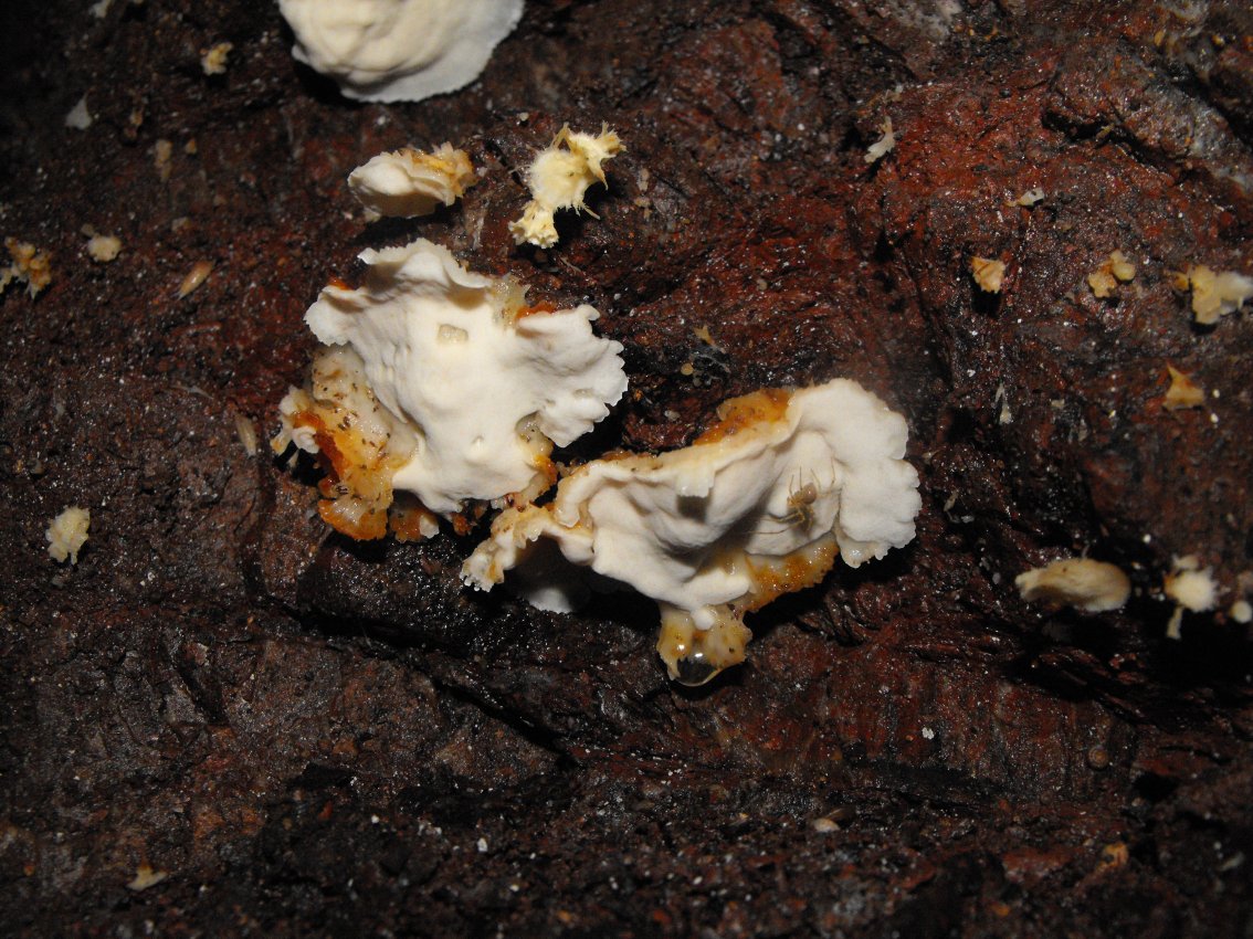 Miniera di Gambatesa31