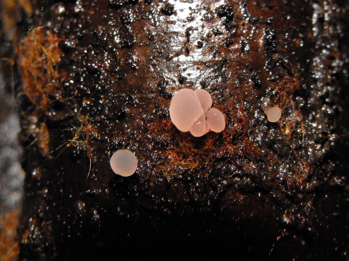 Miniera di Gambatesa32