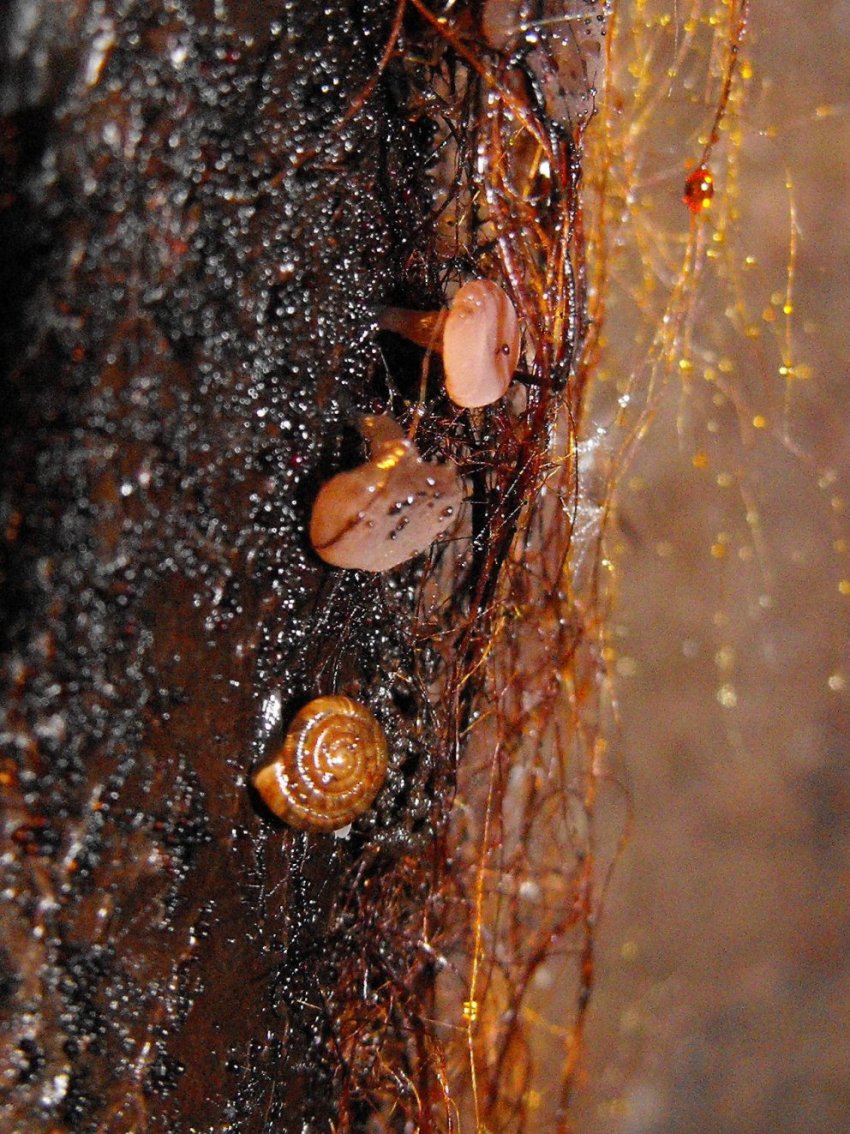 Miniera di Gambatesa32