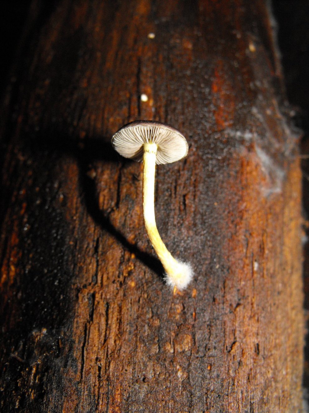 Miniera di Gambatesa33