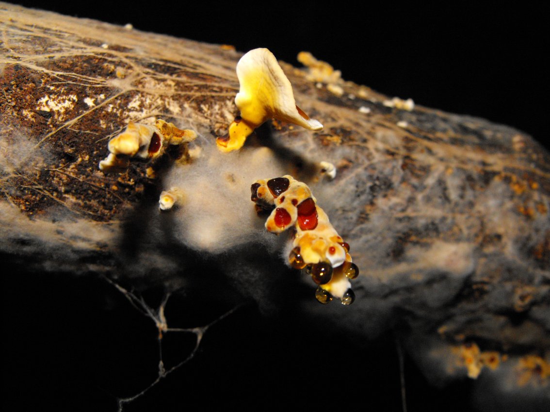 Miniera di Gambatesa34