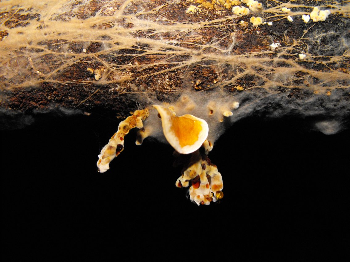 Miniera di Gambatesa34