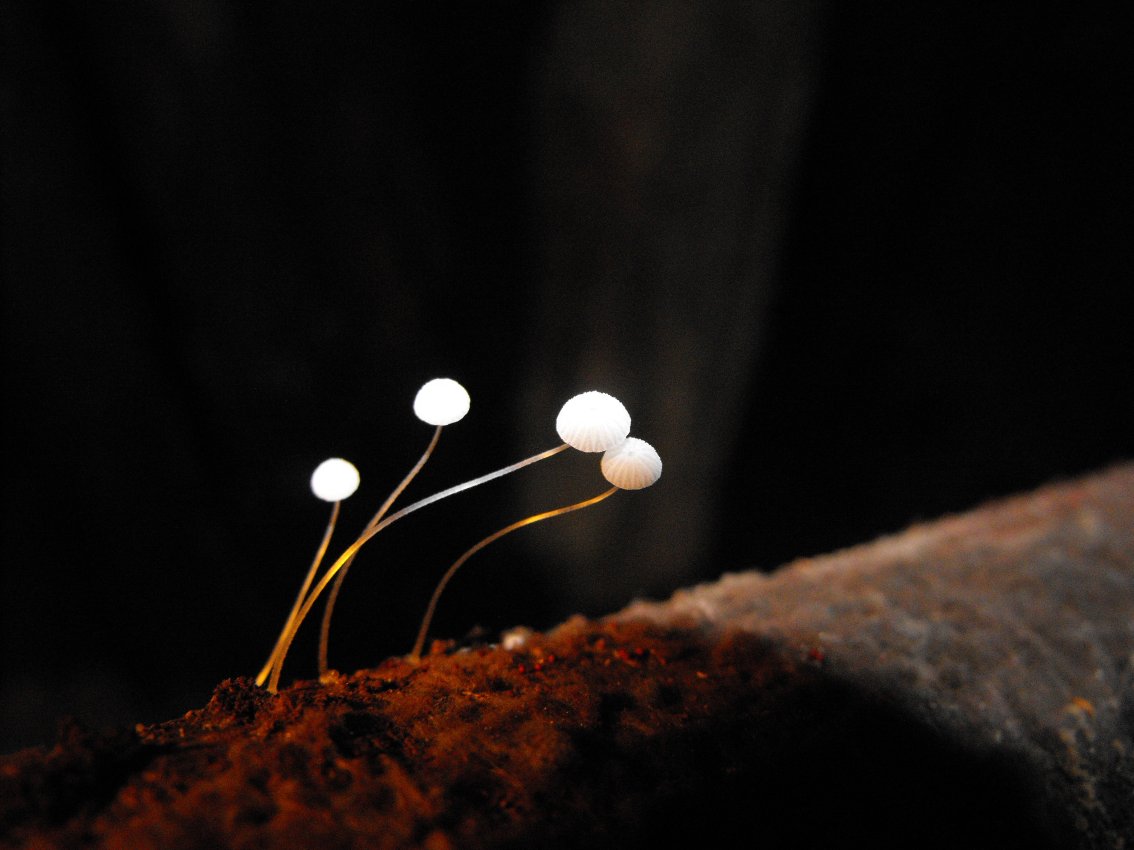 Miniera di Gambatesa 35