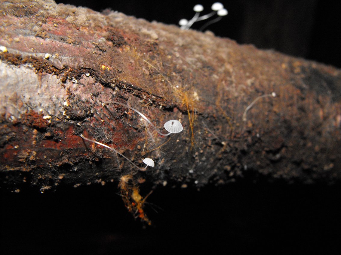 Miniera di Gambatesa 35