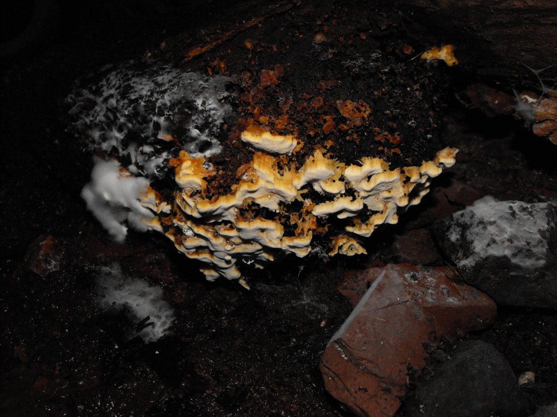 Miniera di Gambatesa 36