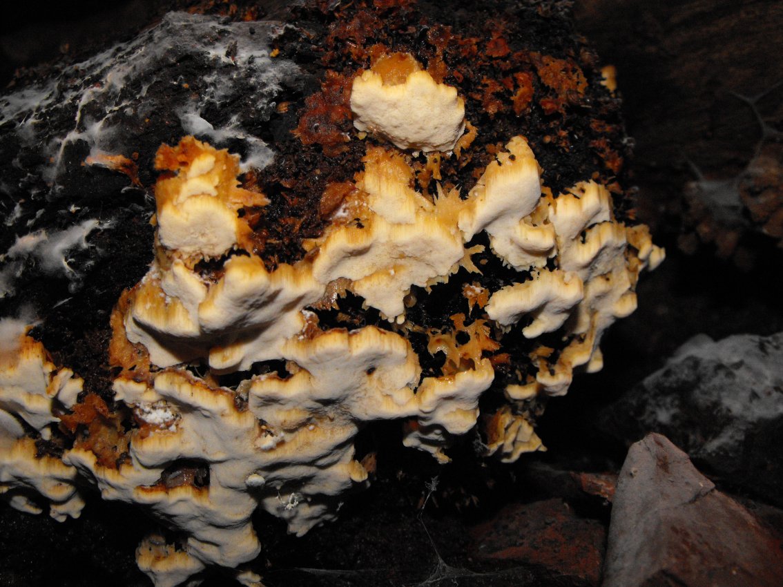 Miniera di Gambatesa 36