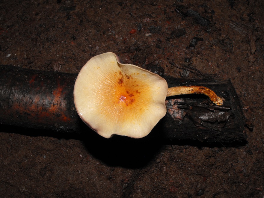 Miniera di Gambatesa 48