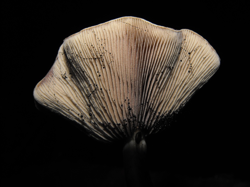 Miniera di Gambatesa 48