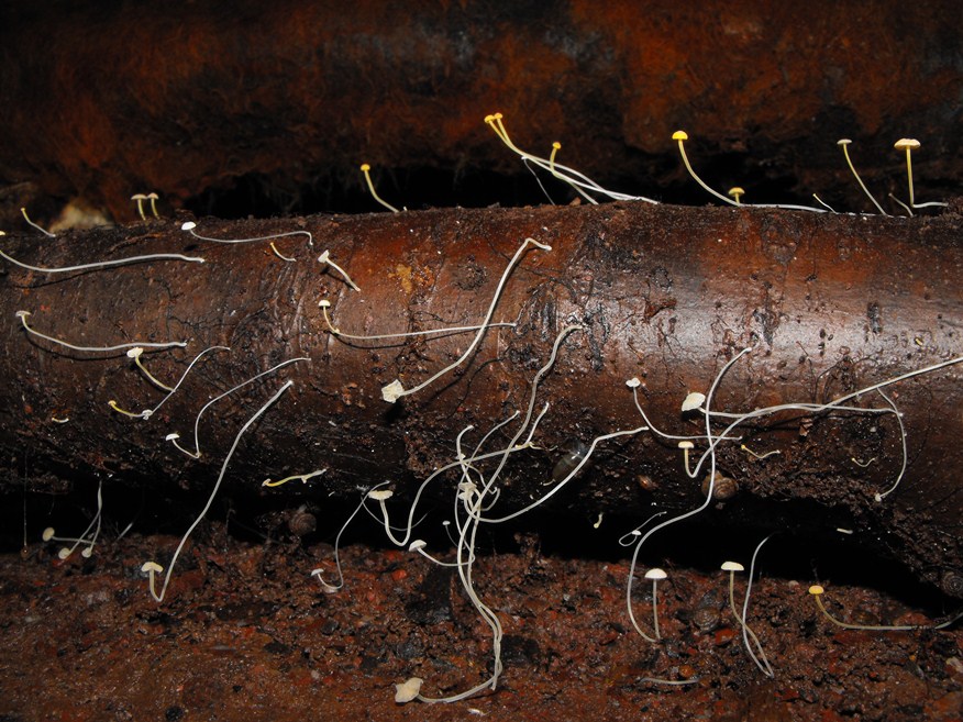 Miniera di Gambatesa 49