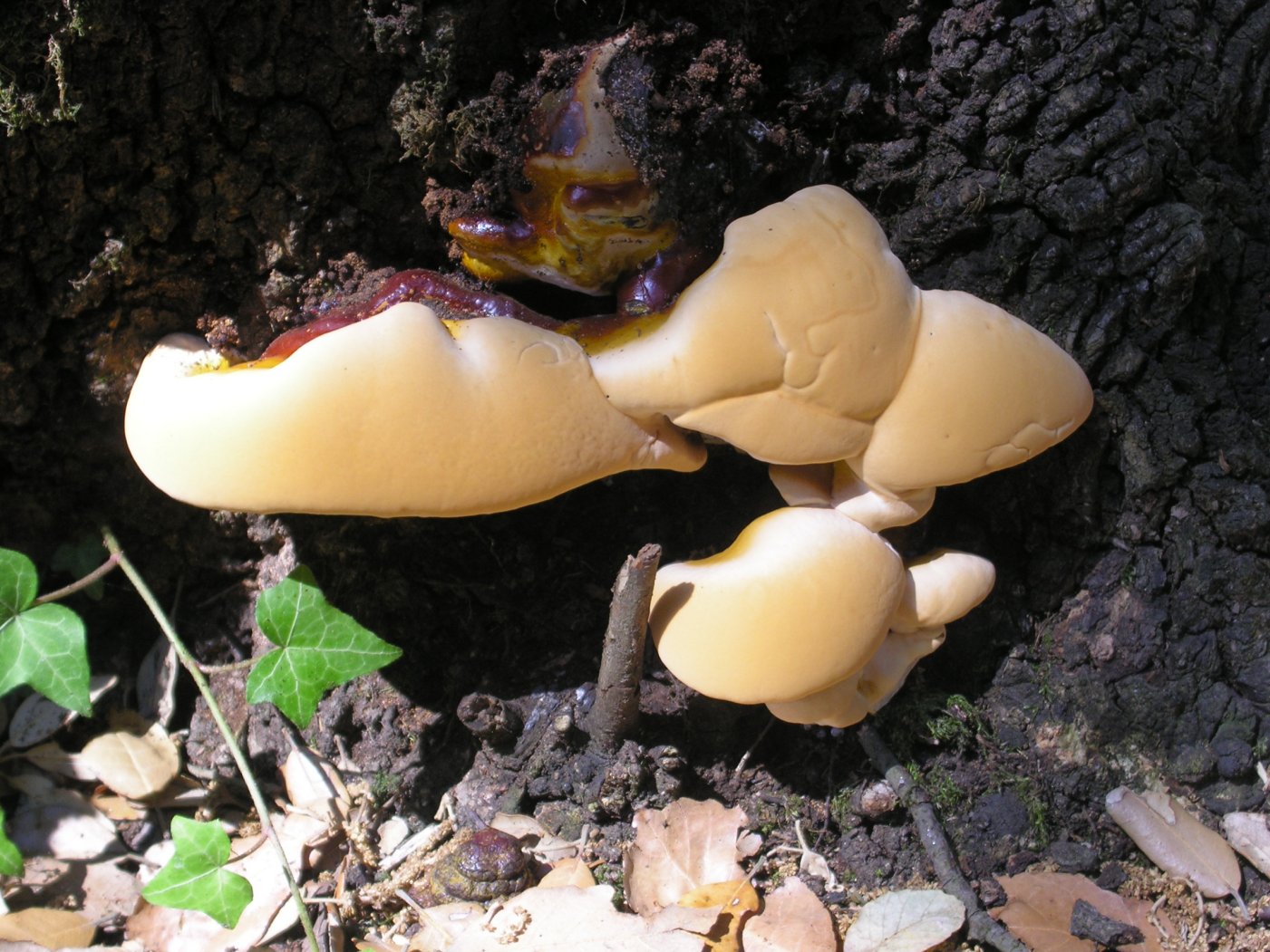 Da determinare (Ganoderma resinaceum)