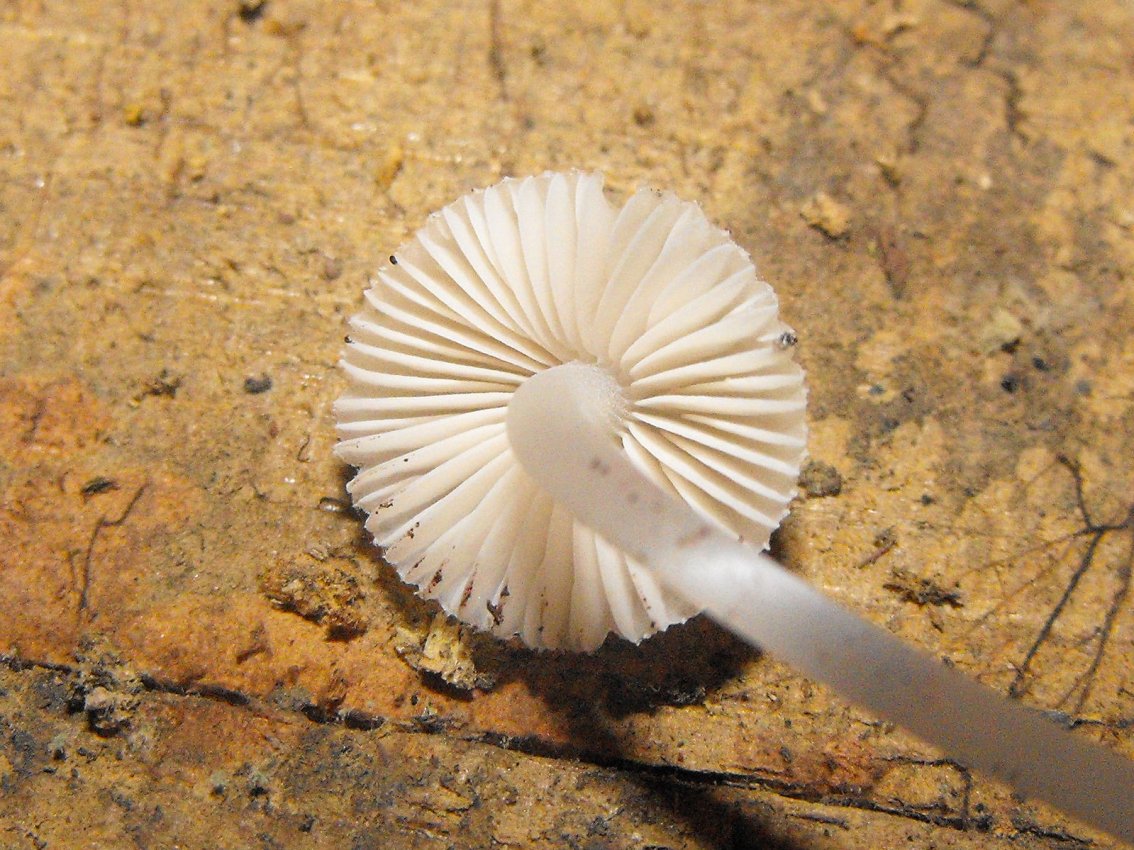 Miniera di Gambatesa 40