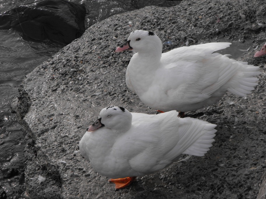 Classificazione oche