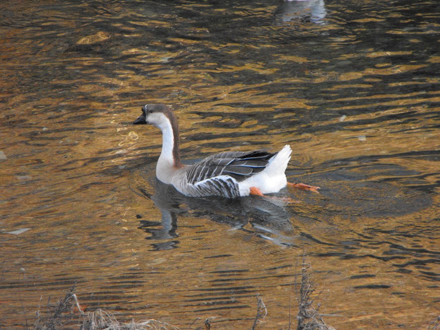Classificazione oche