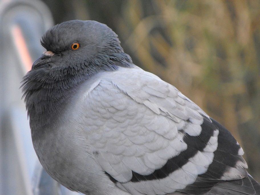 Classificazione piccioni