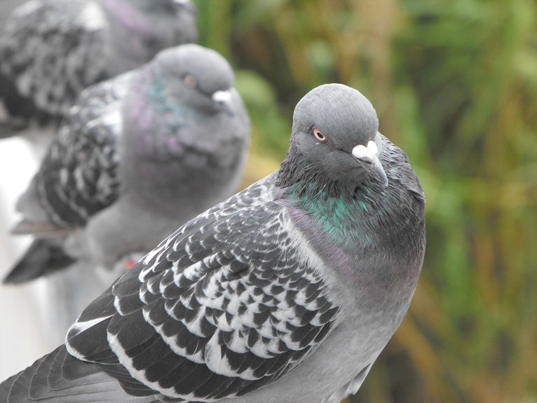 Classificazione piccioni