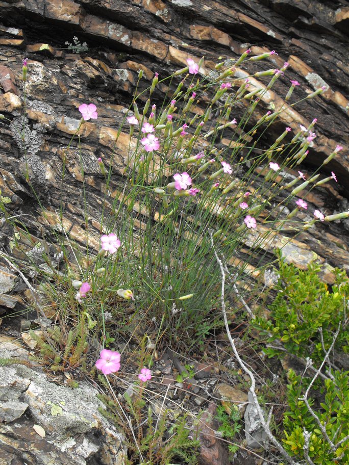 Dianthus sylvestris