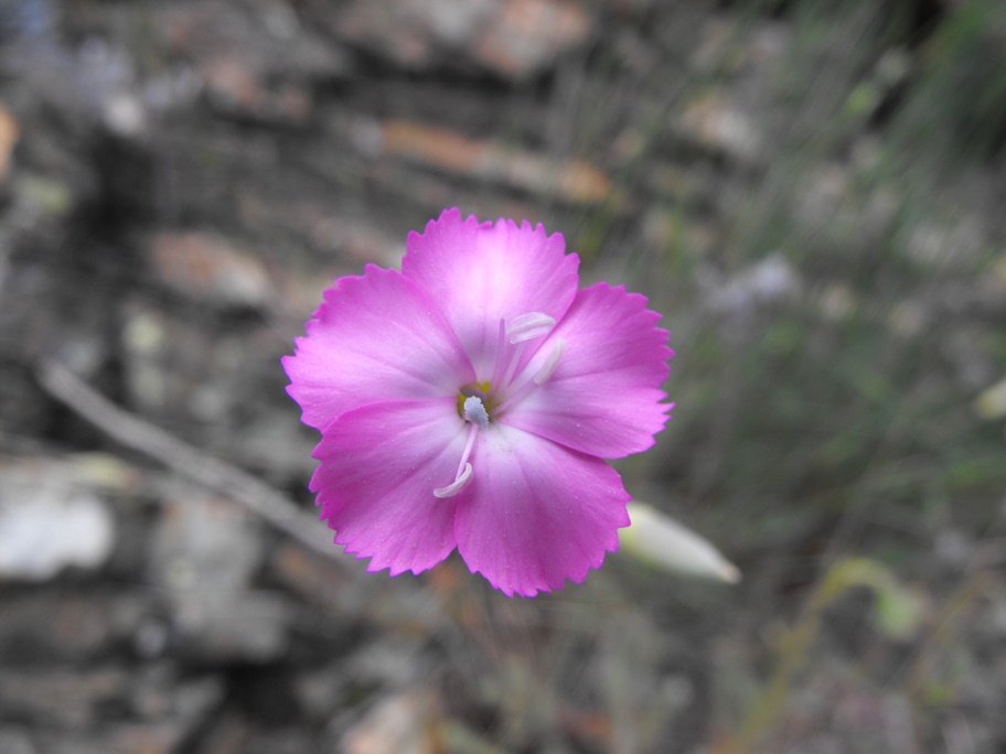 Dianthus sylvestris