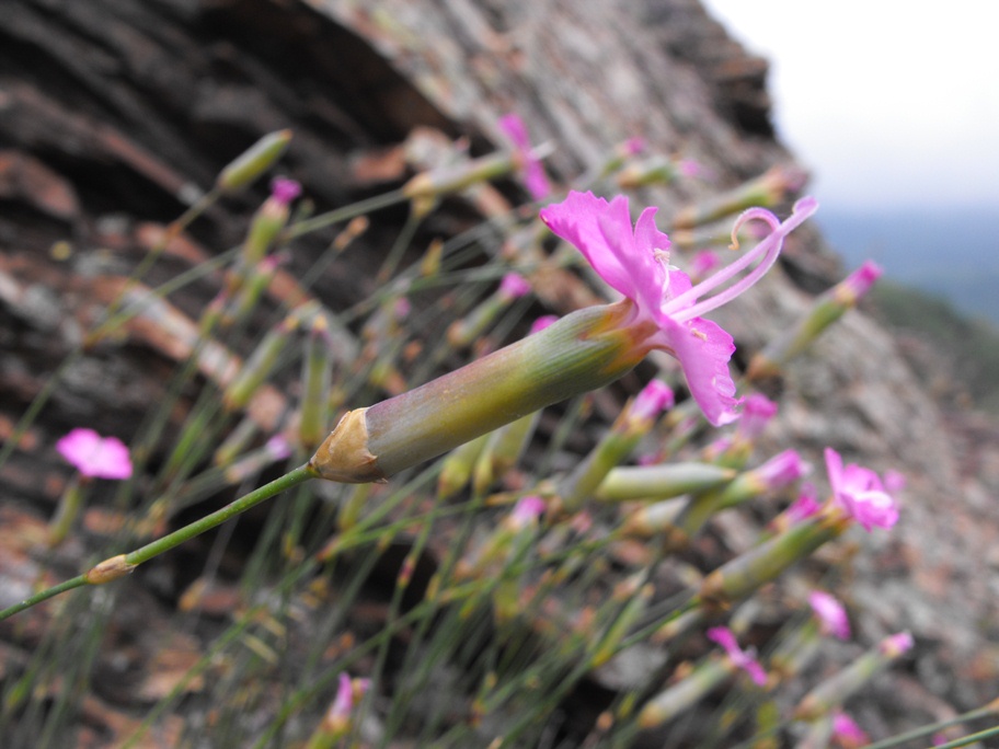 Dianthus sylvestris