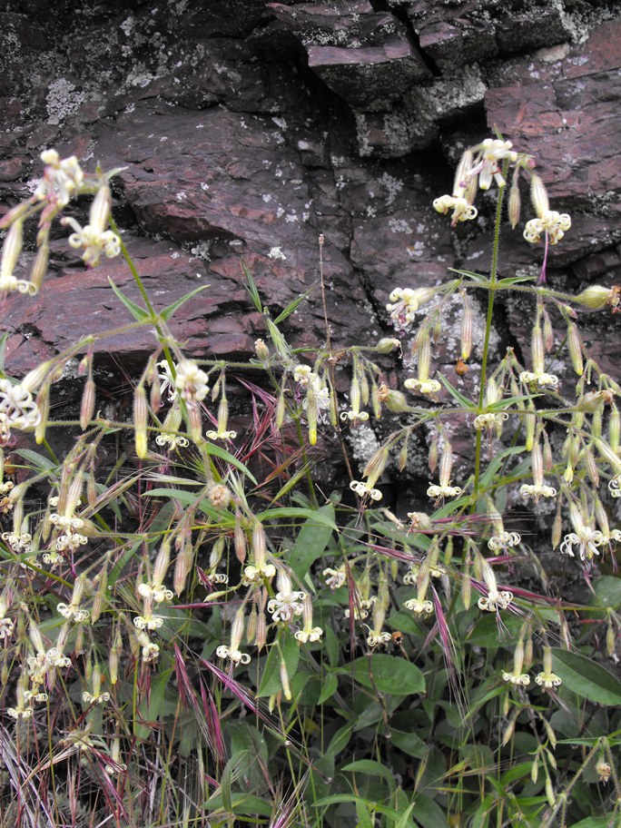 Silene nutans