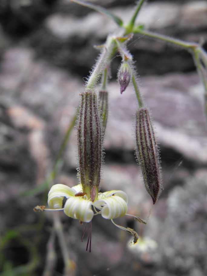Silene nutans