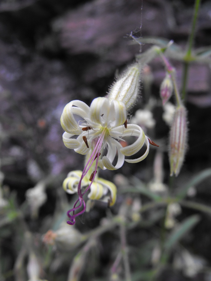 Silene nutans