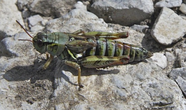GRILLO D''ALTA QUOTA - Melanoplus frigidus ?  S, femmina