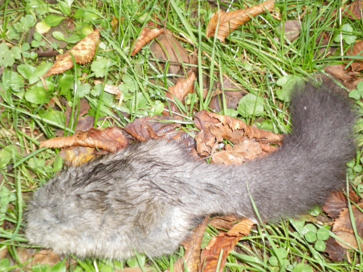 Predazione insolita di un ghiro nel Parco Lucretili Lazio