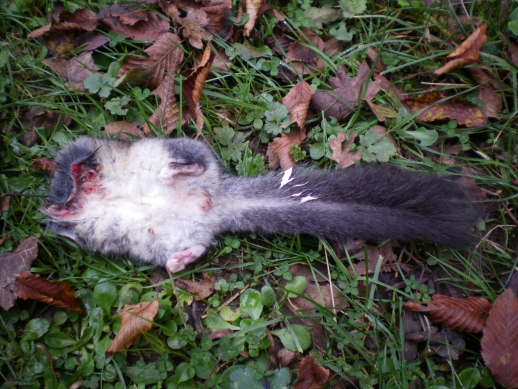 Predazione insolita di un ghiro nel Parco Lucretili Lazio