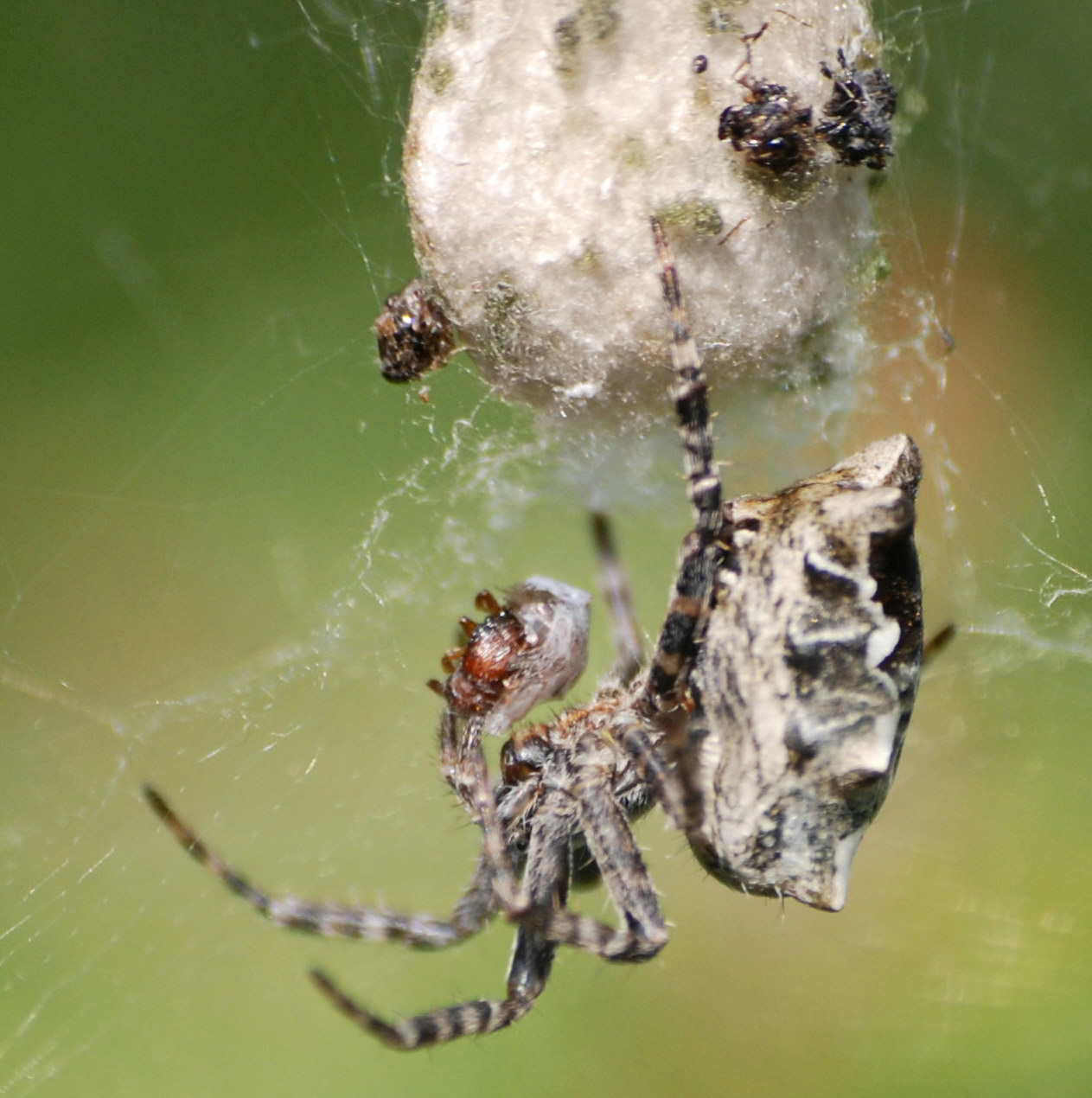 Cyrtophora citricola