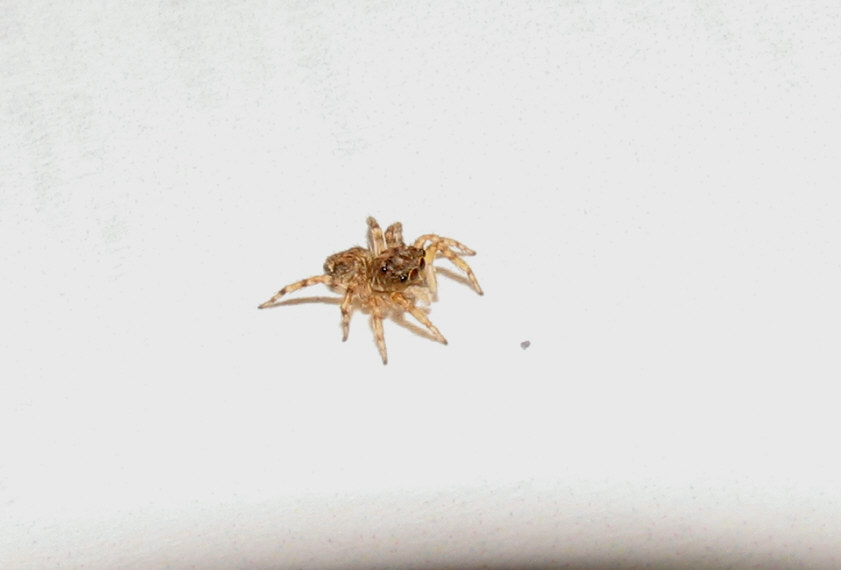 Pseudeuophrys sp.