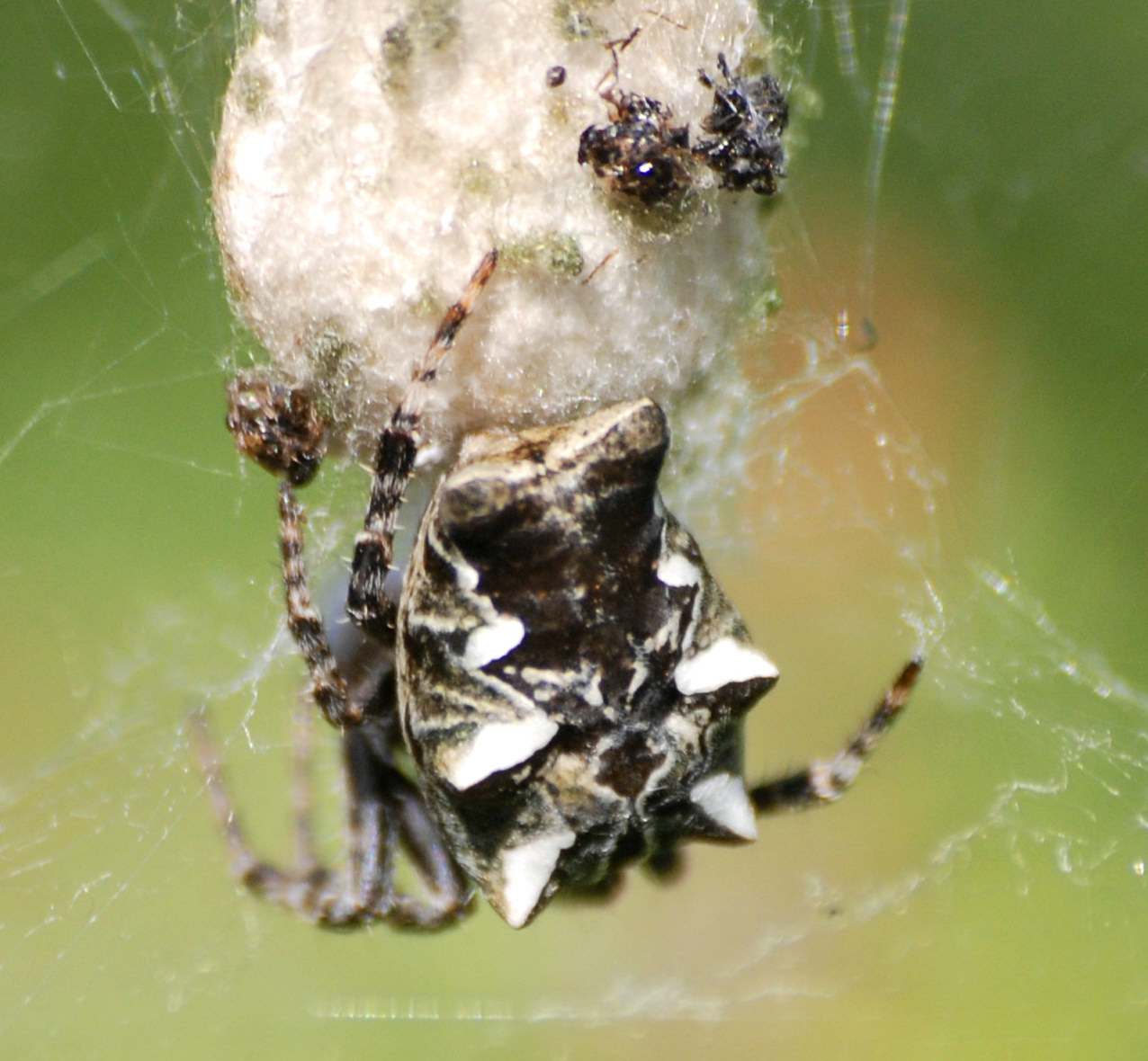Cyrtophora citricola