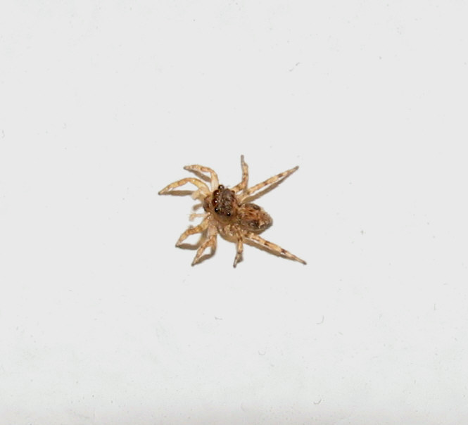 Pseudeuophrys sp.