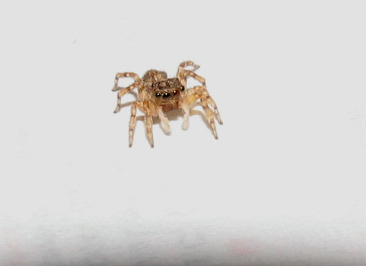 Pseudeuophrys sp.