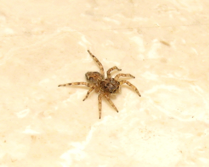 Pseudeuophrys sp.