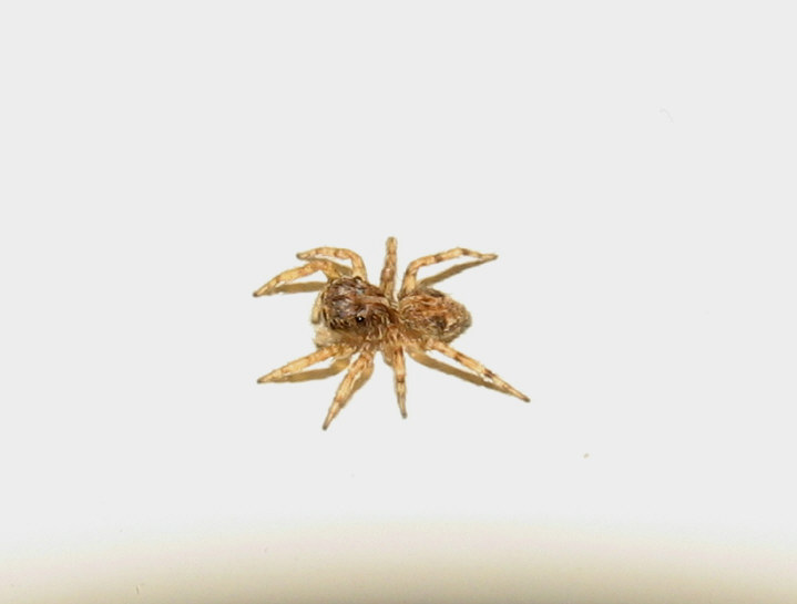 Pseudeuophrys sp.