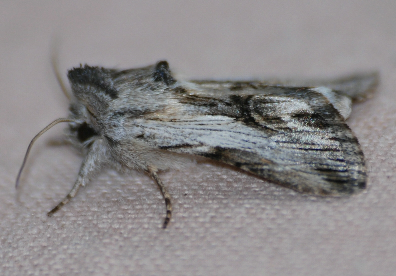 Id falena - Calophasia platyptera