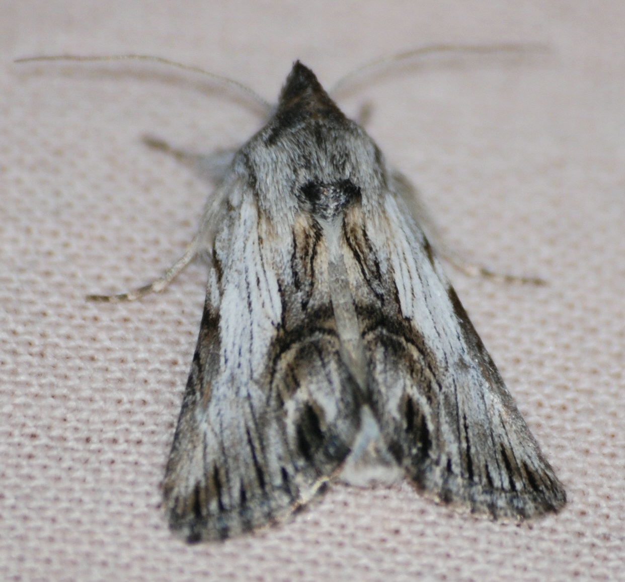 Id falena - Calophasia platyptera