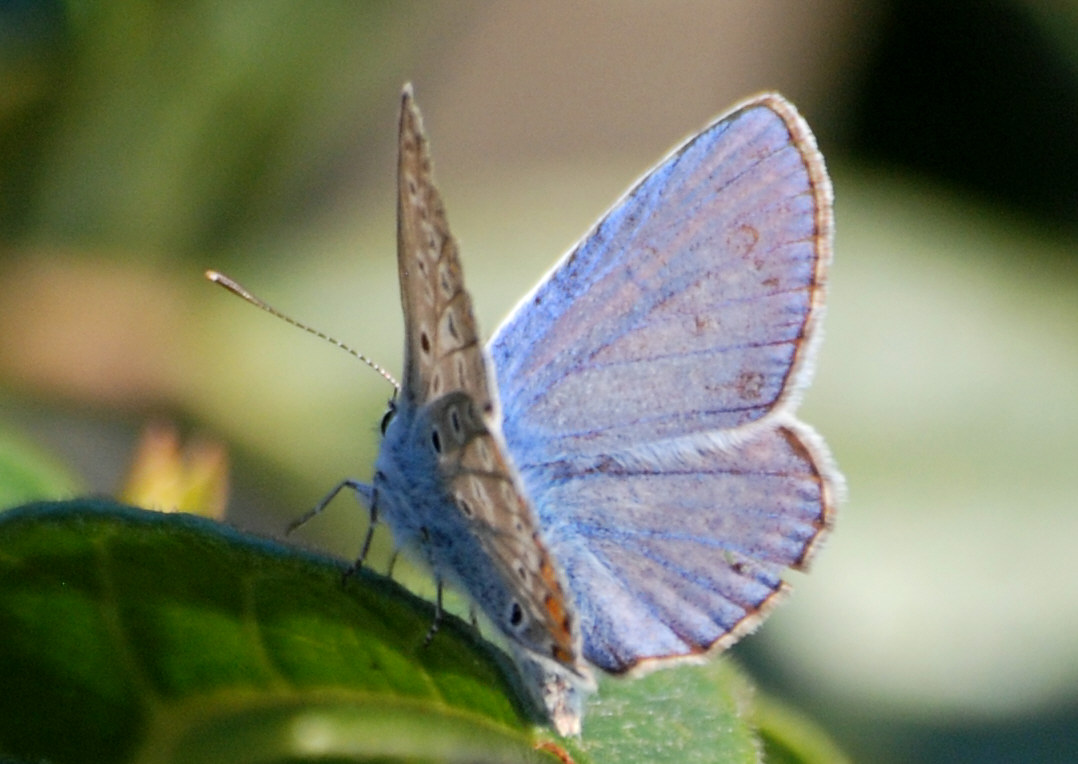 Identificazione licenide - Polyommatus icarus