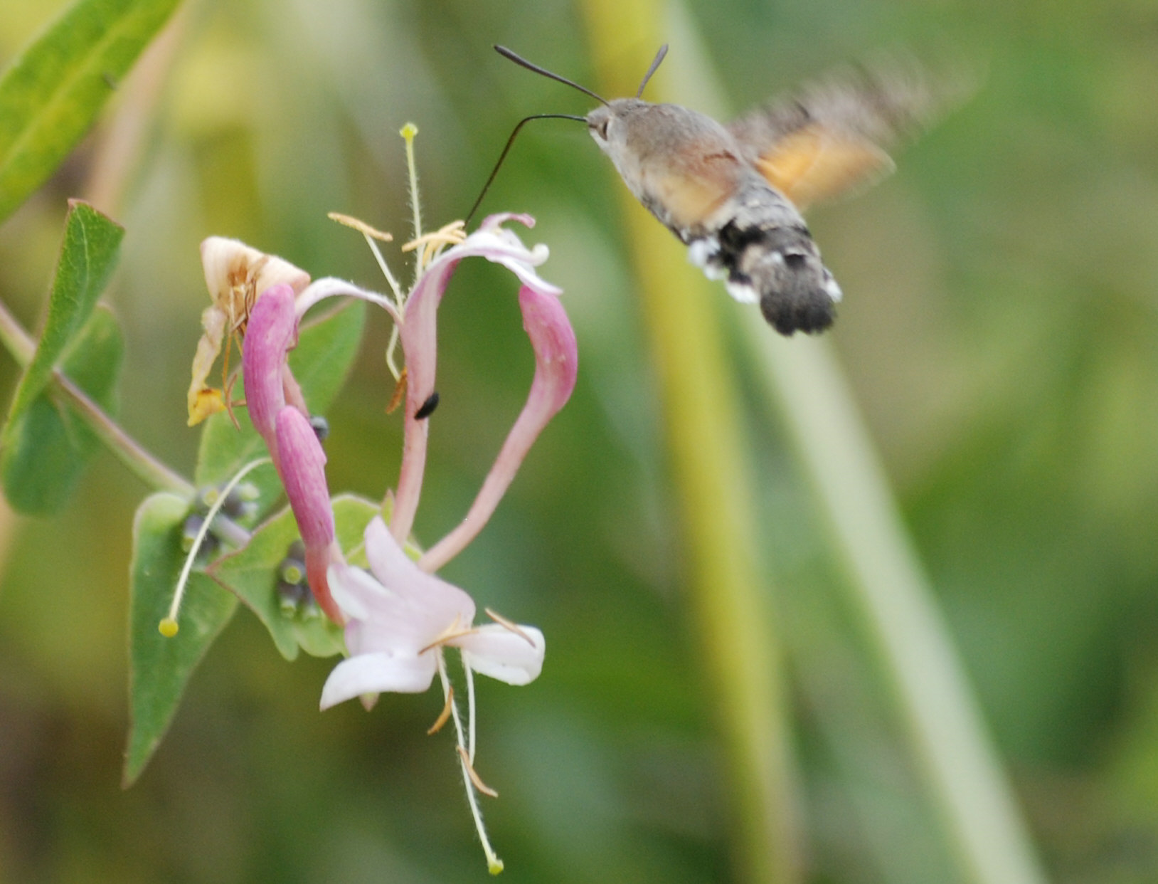 Macroglossum stellatarum